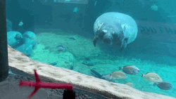 Mini Inflatable Tube Man Dancing Outside Aquarium GIF