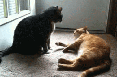Mischievous Kitty Boop Run GIF