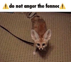 Mischievous Little Fennec Fox Pouncing GIF