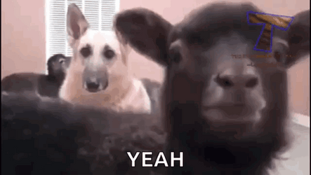 Mischievous Screaming Goat Yeah GIF