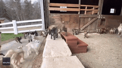 Mischievous Screaming Goats Playing GIF