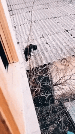 Mission Impossible GIF