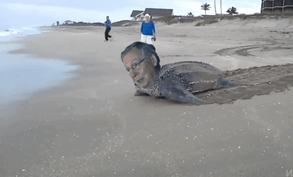 Mitch McConnell Turtle Crawling Face Swap Meme GIF