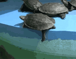 Mitch Mcconnell Turtle Fell GIF