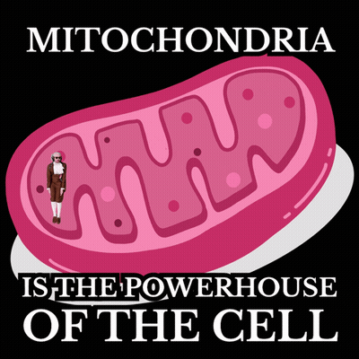 Mitochondria Powerhouse Of The Cell GIF