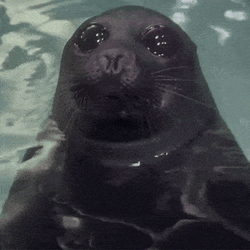Mlem Seal GIF