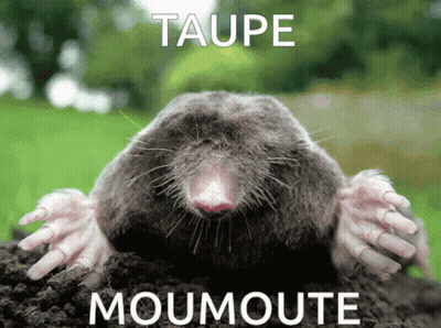 Mole Saying Taupe Moumoute GIF