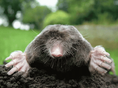 Mole Sticking Head Out Of Ground GIF