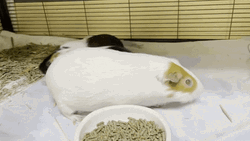 Mommy Guinea Pig With Two Baby Guinea Pigs GIF
