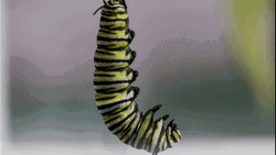 Monarch Caterpillar Evolution
