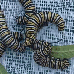 Monarch Caterpillars Playing