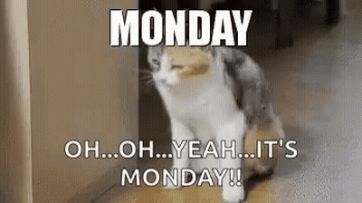 Monday Cat GIF