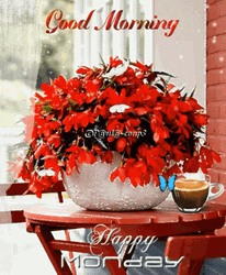 Monday Good Morning Butterfly Flowers GIF