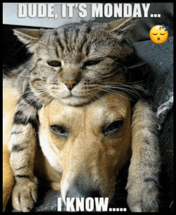 Monday Mondays Meme GIF