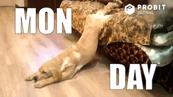 Monday Morning Lazy Dog Bed Meme GIF