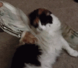 Money Rain Chubby Cat GIF