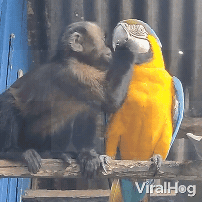 Monkey And Parrot Kissing On Nose GIF