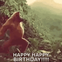 Monkey Ape GIF