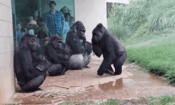 Monkey Avoiding Wet Pathway GIF