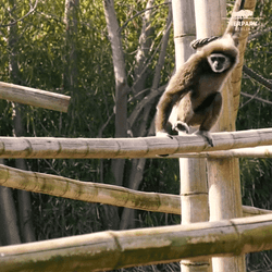 Monkey Balance On Bamboo GIF