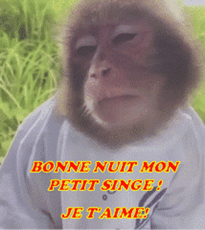 Monkey Bonne Nuit Mon Petit Singe Je T'aime GIF