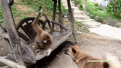Monkey Boxing With Dog
