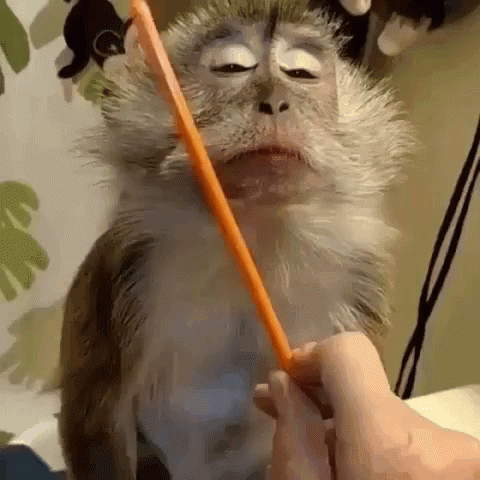 Monkey Brushing Teeth With Toothbrush GIF