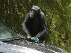 Monkey Car Wash GIF