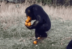 Monkey Carrying Food GIF