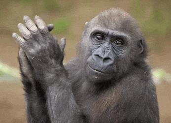 Monkey Clapped To Welcome Funny Holiday GIF