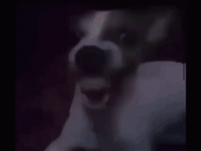 Monkey Cleaning Desk Squeaky Clean GIF