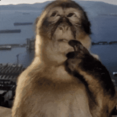 Monkey Cleaning Face GIF
