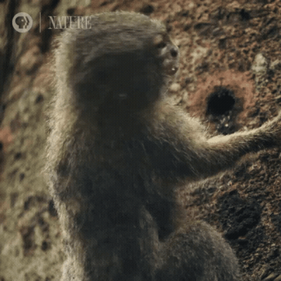 Monkey Close Up Nature GIF