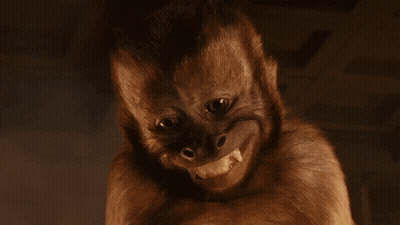 Monkey Close Up Showing Teeth GIF