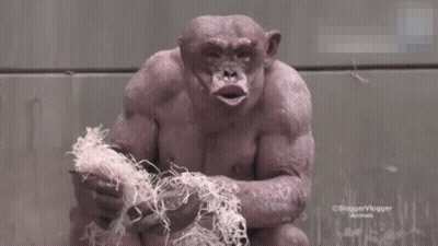 Monkey Close Up With Sloggervlogger Animals GIF