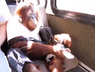 Monkey Computer On The Phone Click GIF