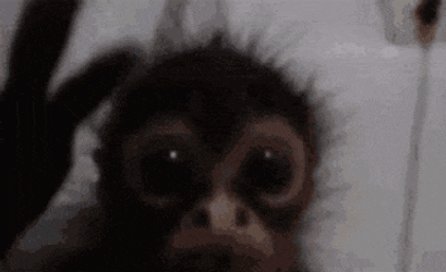 Monkey Cute GIF