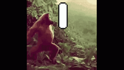 Monkey Dancing 99 Dance Coz Ashton Win GIF