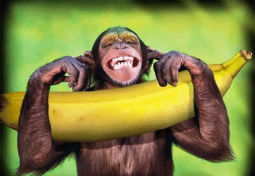 Monkey Dancing Covering Ears Holding Banana GIF