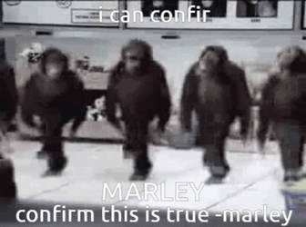Monkey Dancing I Can Confirm Marley GIF