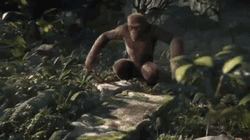 Monkey Dancing In Woods Body Wiggle GIF