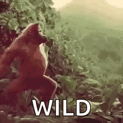 Monkey Dancing Wild Swaying GIF