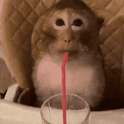 Monkey Drinking From Glass With Straw GIF