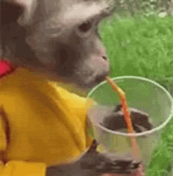 Monkey Drinking Juice GIF