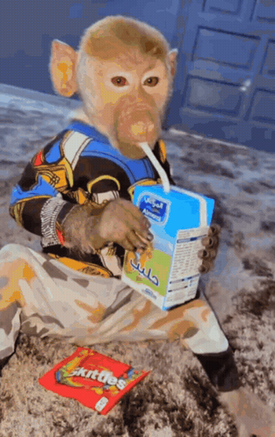 Monkey Drinking Milk Through Straw Next To Skittles GIF