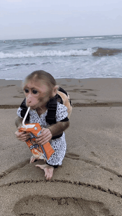 Monkey Drinking Orange Juice GIF
