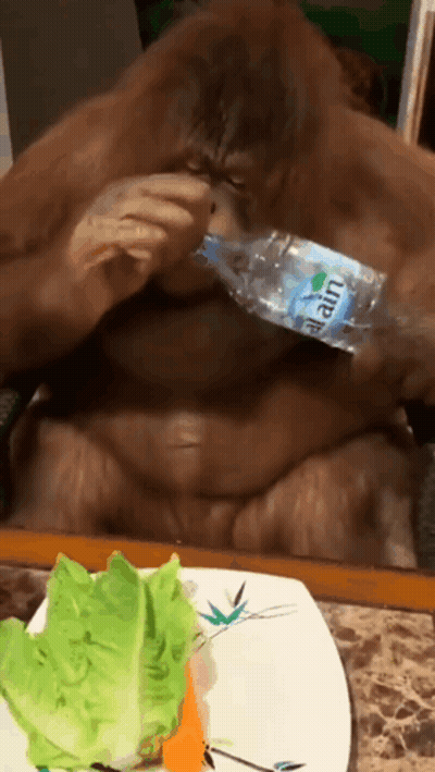 Monkey Drinking Water Bottle Alain GIF