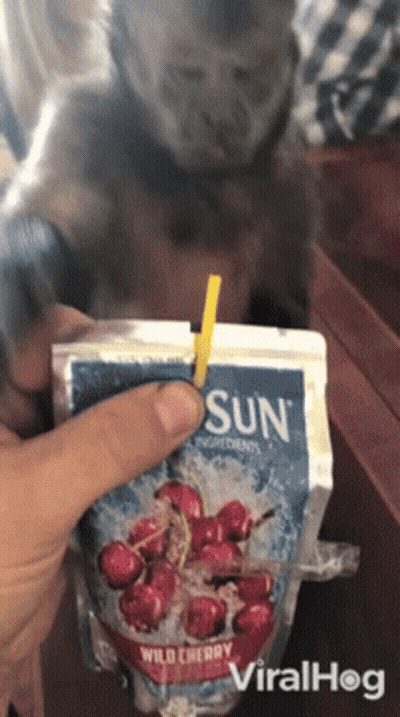 Monkey Drinking Wild Cherry Juice GIF