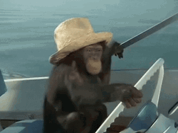 Monkey Driving A Boat Sailing  GIF