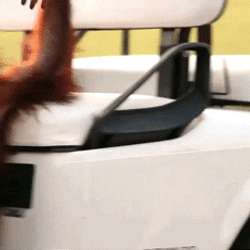 Monkey Driving Golf Cart GIF